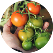 survival seed packet tomatoes
